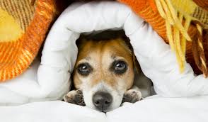 dog-under-blanket